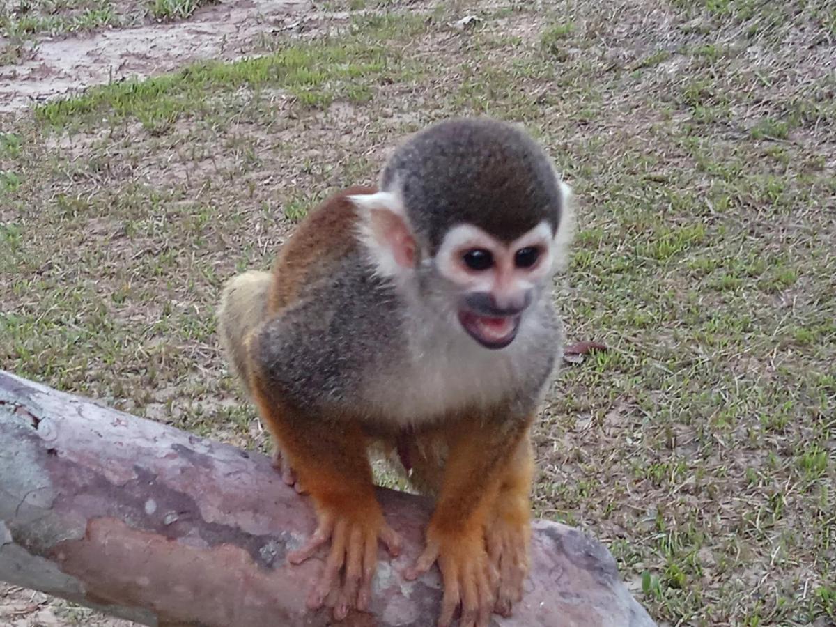 Hotel Karupa Amazonas Leticia Dış mekan fotoğraf